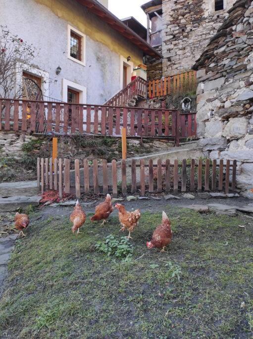 Alpe Basciumo Casa Del Cios Calda E Intima Casetta Immersa Nel Verde Delle Montagne מראה חיצוני תמונה