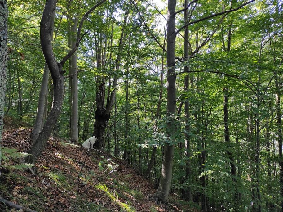 Alpe Basciumo Casa Del Cios Calda E Intima Casetta Immersa Nel Verde Delle Montagne מראה חיצוני תמונה